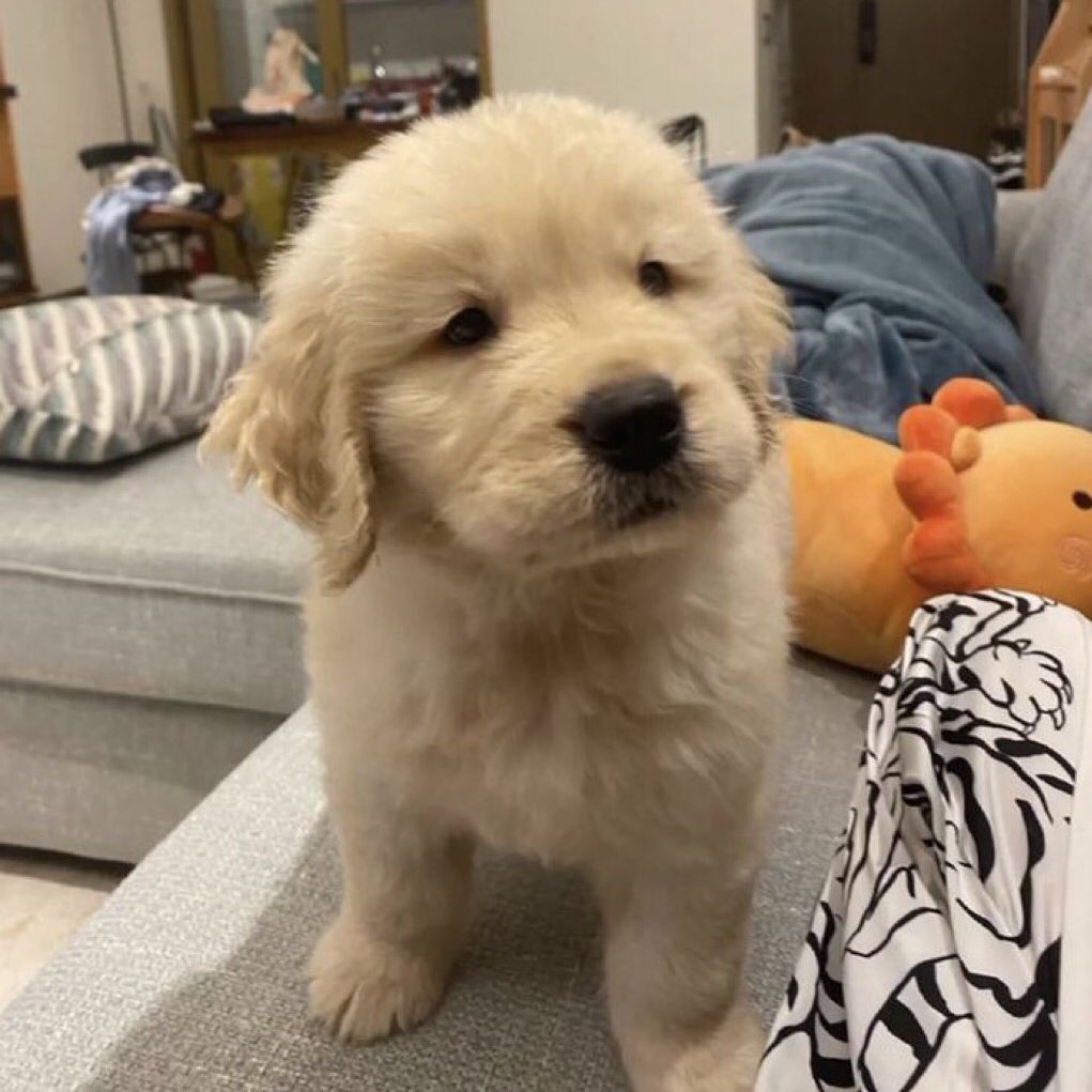 takemybear 🐶 tweet media