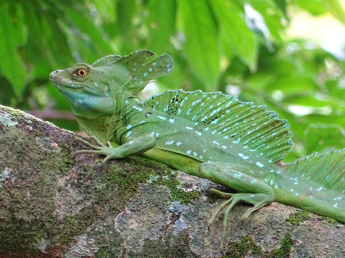Finnfund's tweet image. New policy statement will guide Finnfund's investment activities in strengthening #naturalvalues and #biodiversity 💚 
Learn more 👉 finnfund.fi/en/news/new-po… #impinv #developmentfinance