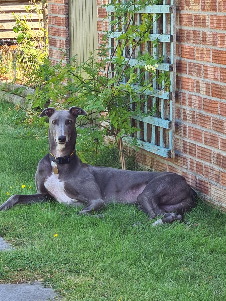 SarahJoHewitt's tweet photo. 3 weeks in and this boy has truly captured my heart 🐾💕 #greyhoundlife #greyhoundsmakegreatpets https://t.co/Y4zlDjTqhu
