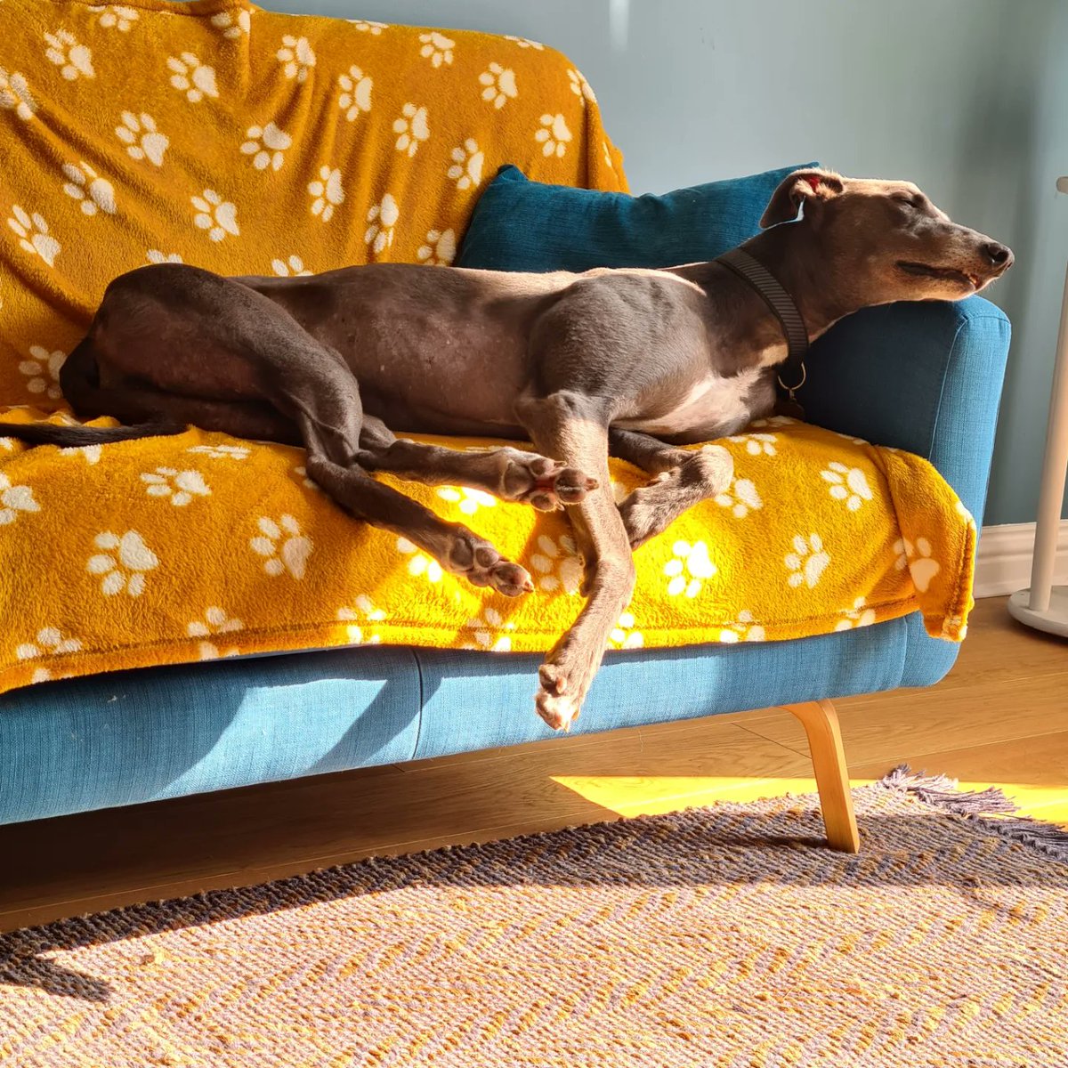 SarahJoHewitt's tweet photo. 3 weeks in and this boy has truly captured my heart 🐾💕 #greyhoundlife #greyhoundsmakegreatpets https://t.co/Y4zlDjTqhu