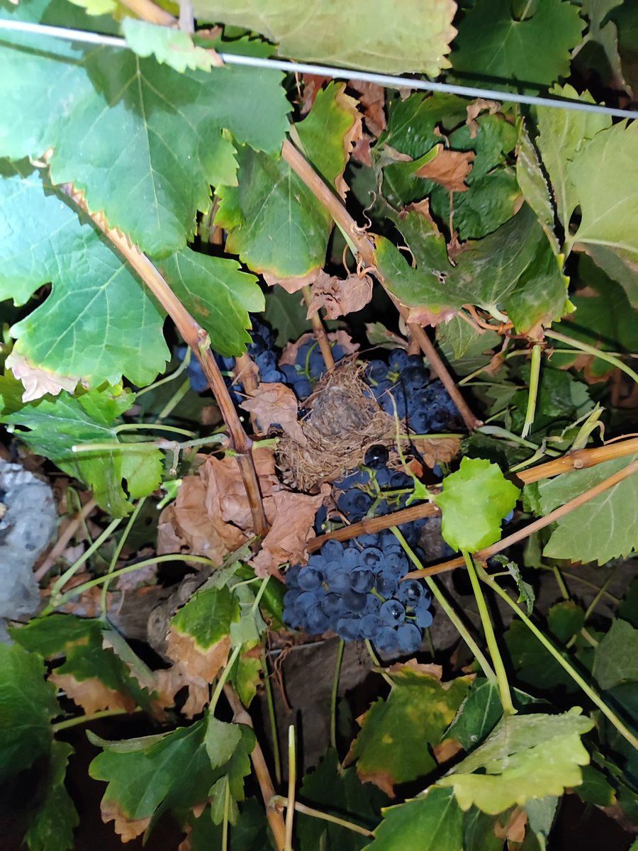 Bodegas MAM tweet media