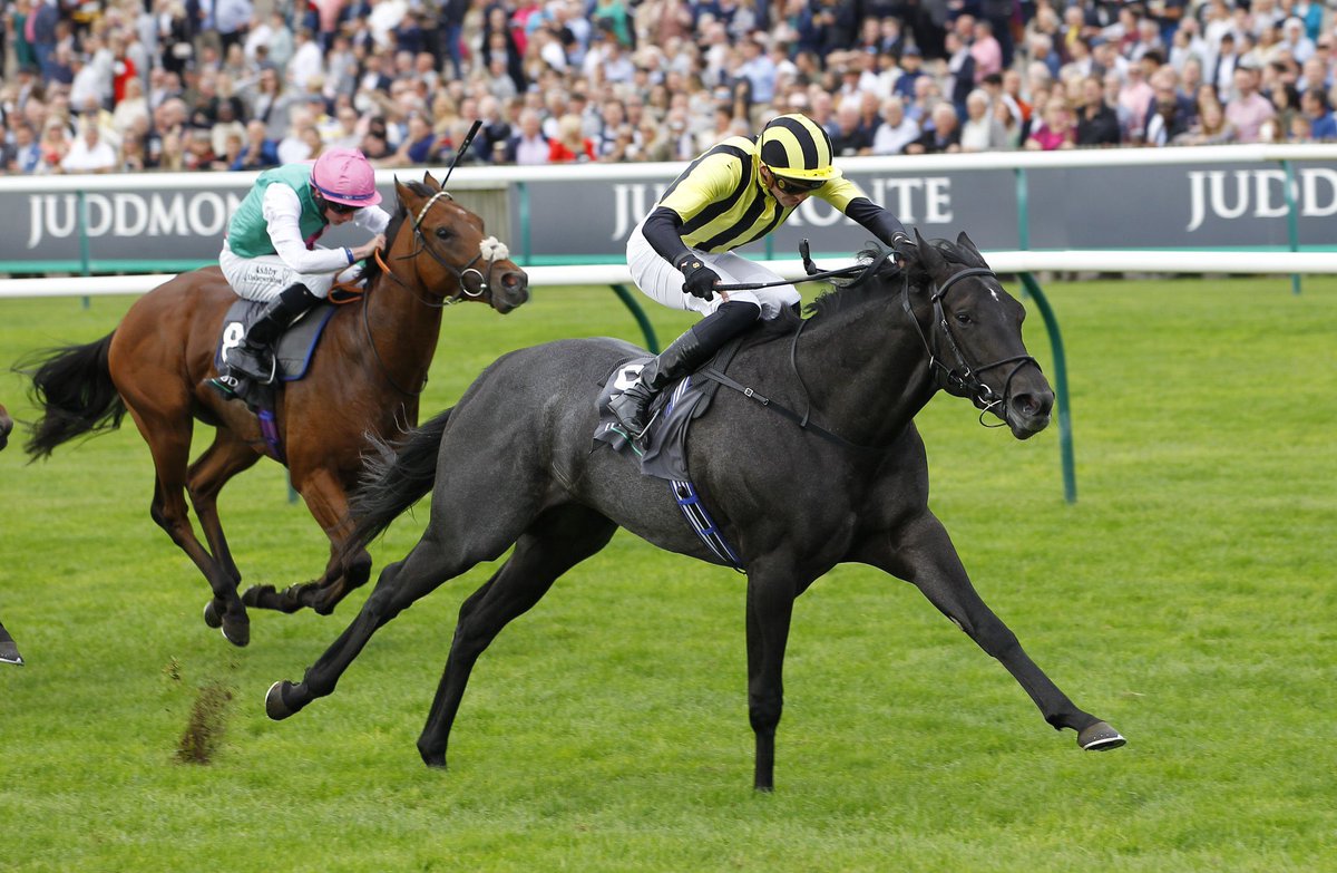 GBRI (@gbri_uk) on Twitter photo Unbeaten two-year-old and dual Gr.1 winner VANDEEK (GB) retires and joins the stallion roster at leading stud <a href="/CPStudOfficial/">Cheveley Park Stud</a>. 🐴
The son of exciting sire HAVANA GREY (GB) won the Prix Morny & Middle Park Stakes for HH Shaikh Khalid’s KHK Racing and <a href="/gainsboroughHQ/">Gainsborough Thoroughbreds</a>. Unbeaten two-year-old and dual Gr.1 winner VANDEEK (GB) retires and joins the stallion roster at leading stud <a href="/CPStudOfficial/">Cheveley Park Stud</a>. 🐴
The son of exciting sire HAVANA GREY (GB) won the Prix Morny & Middle Park Stakes for HH Shaikh Khalid’s KHK Racing and <a href="/gainsboroughHQ/">Gainsborough Thoroughbreds</a>.
