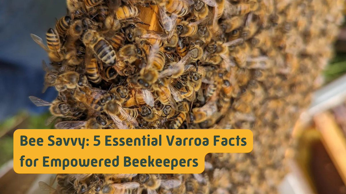 🐝 New Blog Alert! Knowledge is power💡 How are you mastering Varroa management? 

📖bit.ly/HiveTracksBlog