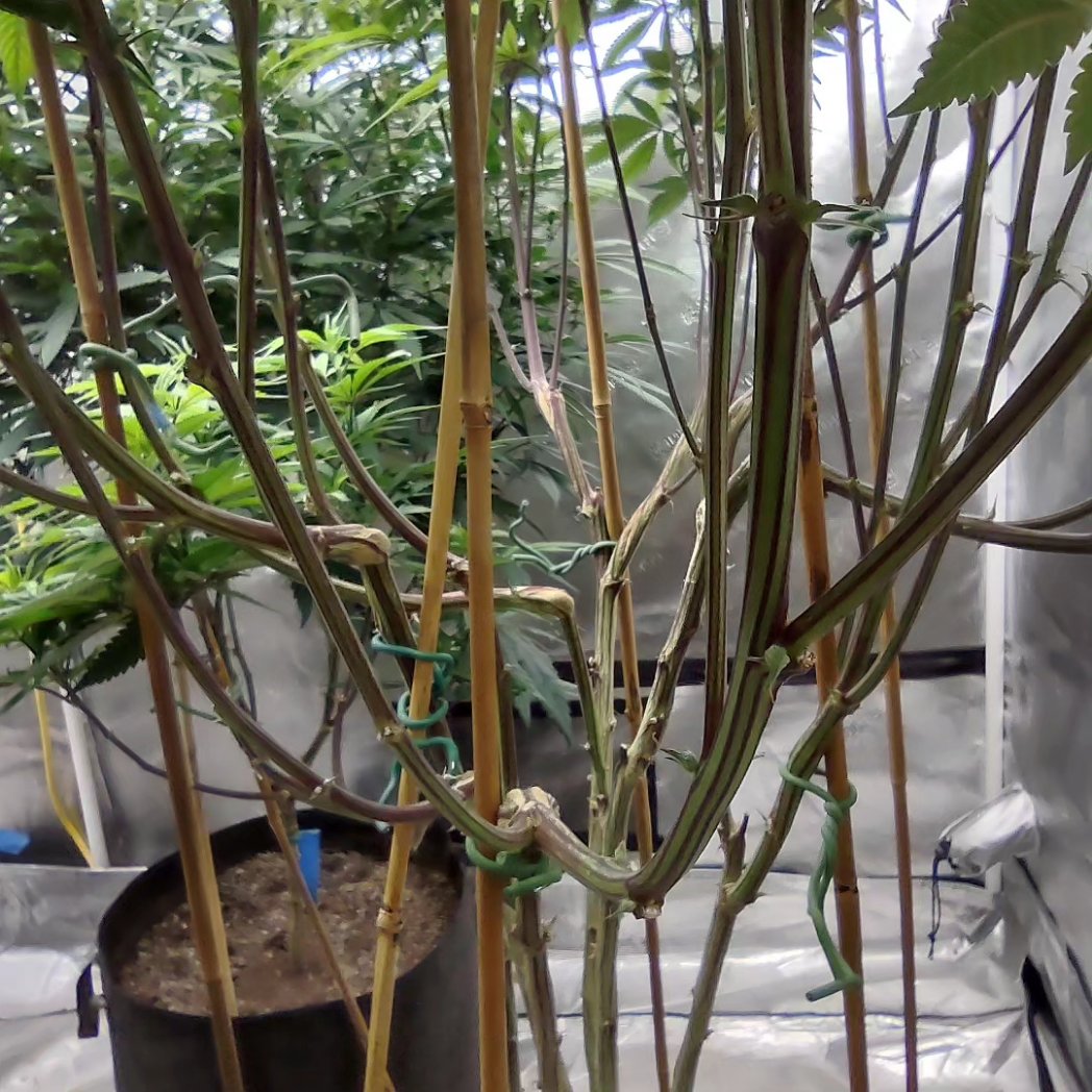 dgtmo420's tweet photo. MMA Stress training 💪💯
Strain-Glookies
Breeder-Barneys Farm @BarneysAms #barneysfarm #glookies #drgreen #drgreenthumb #cannabis #growyourown #medical #420friendly #cannafam #stress #training #Strength #Homegrown #KansasCity https://t.co/FSFGZF1f19