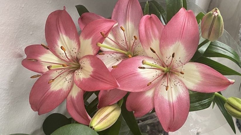 ْ𓍯 (@onlyyouforeveer) on Twitter photo 