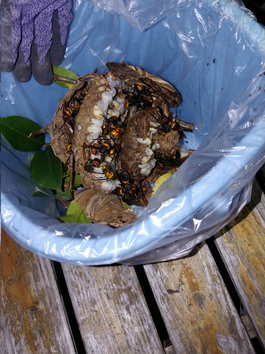 インターホンなって
マンションの管理会社から連絡来て来ましたって

何かなと思ったら
ベランダの植え込みにスズメバチの巣が(ﾟДﾟ≡ﾟДﾟ)ﾞ?ﾅﾇ
(ﾟДﾟ;)(ﾟДﾟ;)(ﾟДﾟ;)

取ってもらって安心( ´-ω-)
しかし
2.3か月気付かないとは(ﾟДﾟ;)
#気をつけましょ