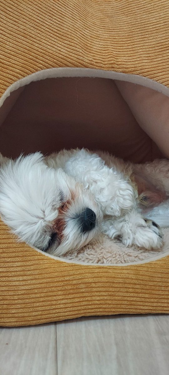 sora_diary0816's tweet photo. 僕の寝姿可愛いでしょ。🐶
涙やけ濃くなっちゃった泣 https://t.co/C0PJcbAEH1