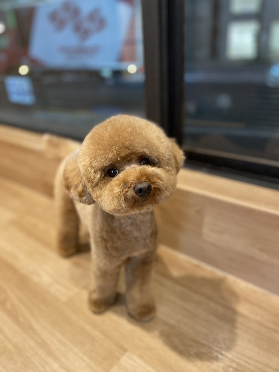 poochies11's tweet photo. うるうる

(きゃわいいでしかないのー)

#POOCHIES #プーチーズ #プードル #トリミング #ペットサロン #大鳥商栄会  #目黒 #下目黒 #tokyo #japan #dog #grooming #doglife #doglover #cutepet https://t.co/HP9DDhpUri