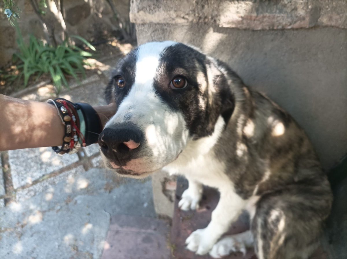 adoptala's tweet photo. Trufa busca familia ❤️ , es una mastina de 5 meses que será de tamaño grande, apta con perros y gatos.

Se entrega, con chip, pasaporte, desparasitada, con la vacuna correspondiente a su edad y con compromiso de castración por contrato. https://t.co/3Fx38ha20z