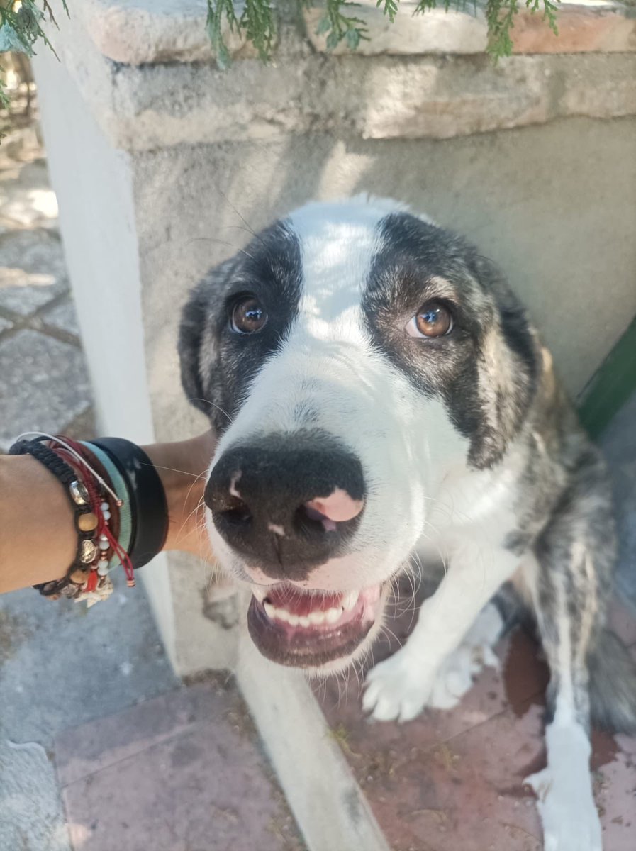 adoptala's tweet photo. Trufa busca familia ❤️ , es una mastina de 5 meses que será de tamaño grande, apta con perros y gatos.

Se entrega, con chip, pasaporte, desparasitada, con la vacuna correspondiente a su edad y con compromiso de castración por contrato. https://t.co/3Fx38ha20z