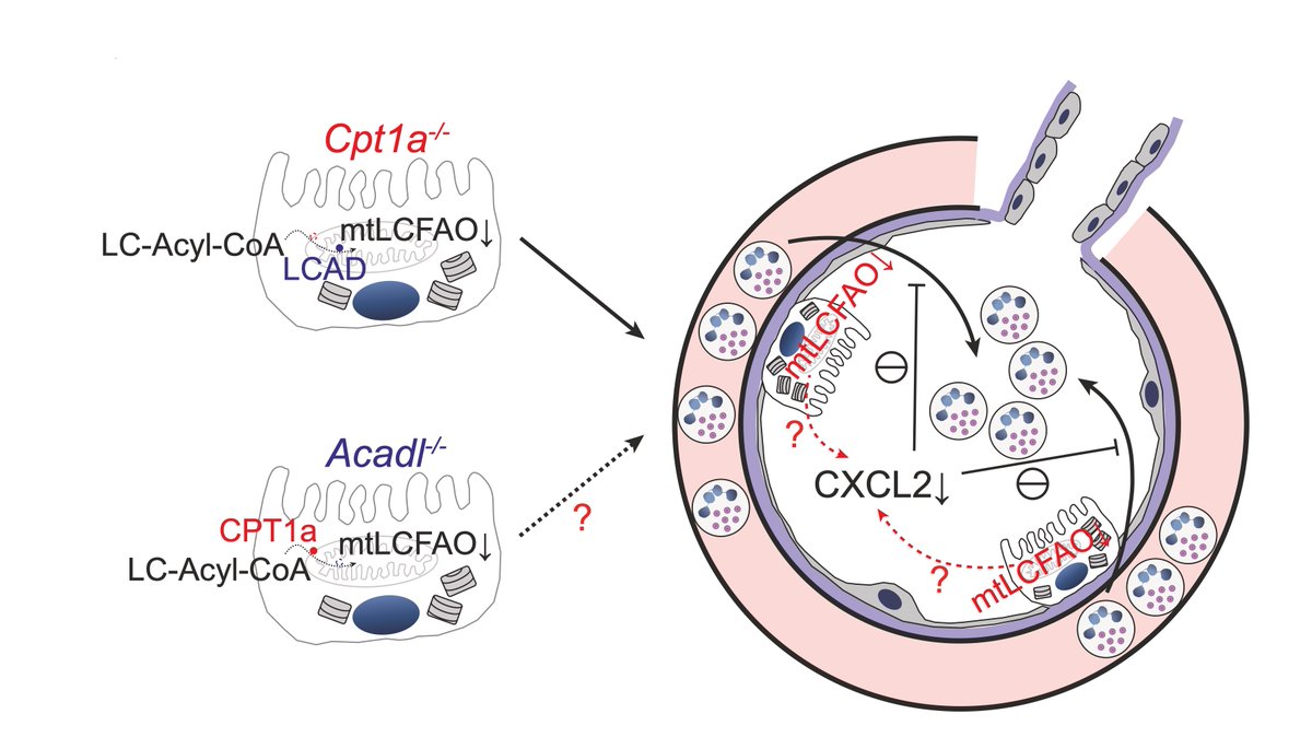 Suzanne Cloonan Lab (@suzcloo) on Twitter photo More on Mitochondria & alveolar type 2 epithelial cell function 🫁 -> loss of mitochondrial fatty acid oxidation (via deletion of Cpt1a or Acadl) in ARDS restricts neutrophilic inflammation in response to ALI
<a href="/NatureComms/">Nature Communications</a> Congrats <a href="/Kueipin_Chung/">KueiPin Chung</a> 👇
📷rdcu.be/dR0yZ More on Mitochondria & alveolar type 2 epithelial cell function 🫁 -> loss of mitochondrial fatty acid oxidation (via deletion of Cpt1a or Acadl) in ARDS restricts neutrophilic inflammation in response to ALI
<a href="/NatureComms/">Nature Communications</a> Congrats <a href="/Kueipin_Chung/">KueiPin Chung</a> 👇
📷rdcu.be/dR0yZ