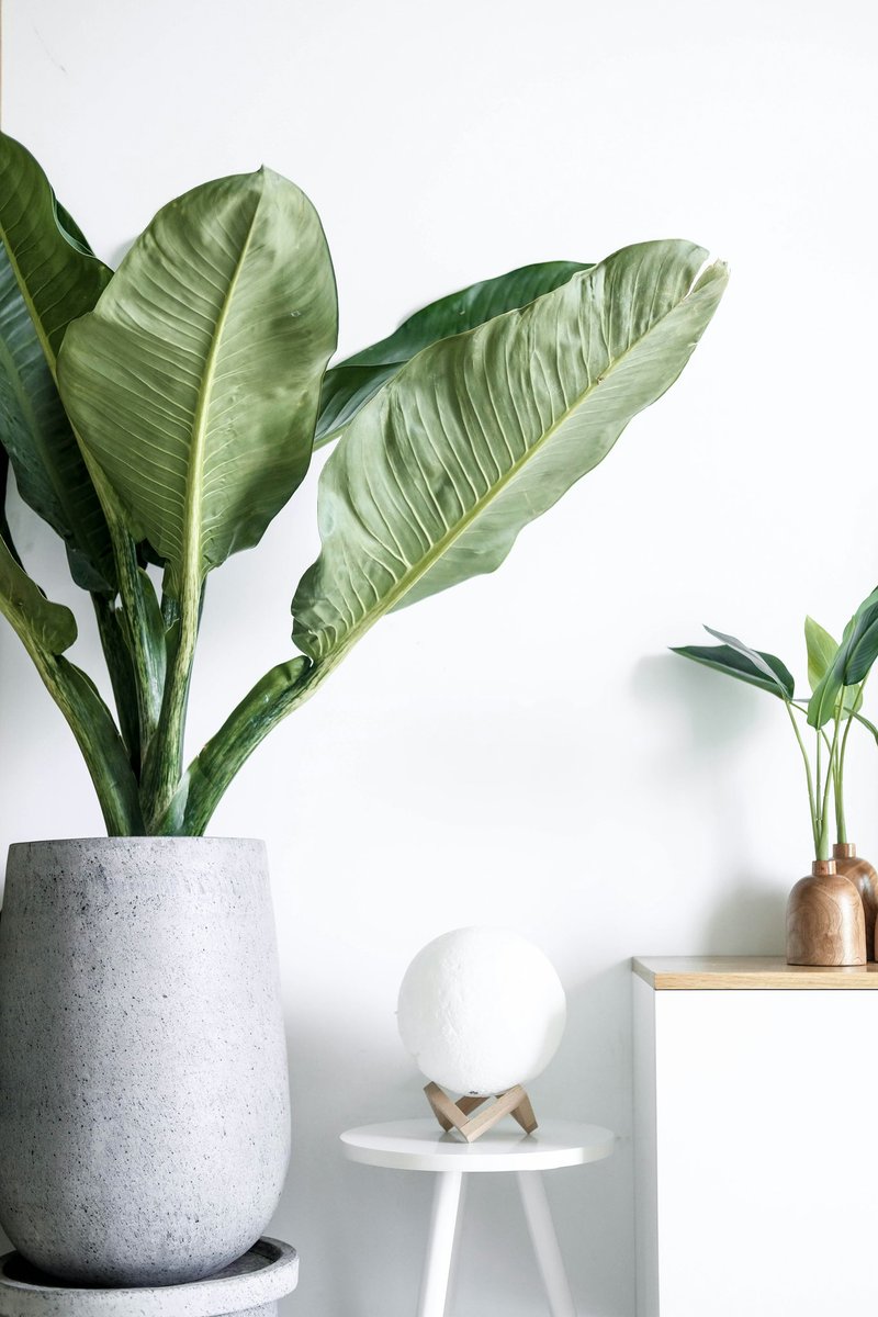 CoolToCleanLtd's tweet photo. We even keep your plants clean 🧽 
#cleaningoffice #trustedcleaners  #qualitycleaners #expert-cleaners  #unsplash #unsplashphoto #operationsmanagers #office-managers  #cleaningservice #tidyoffice  #endoftenancy #endoftenancycleaning @unsplash https://t.co/yzE8O6H5Nb