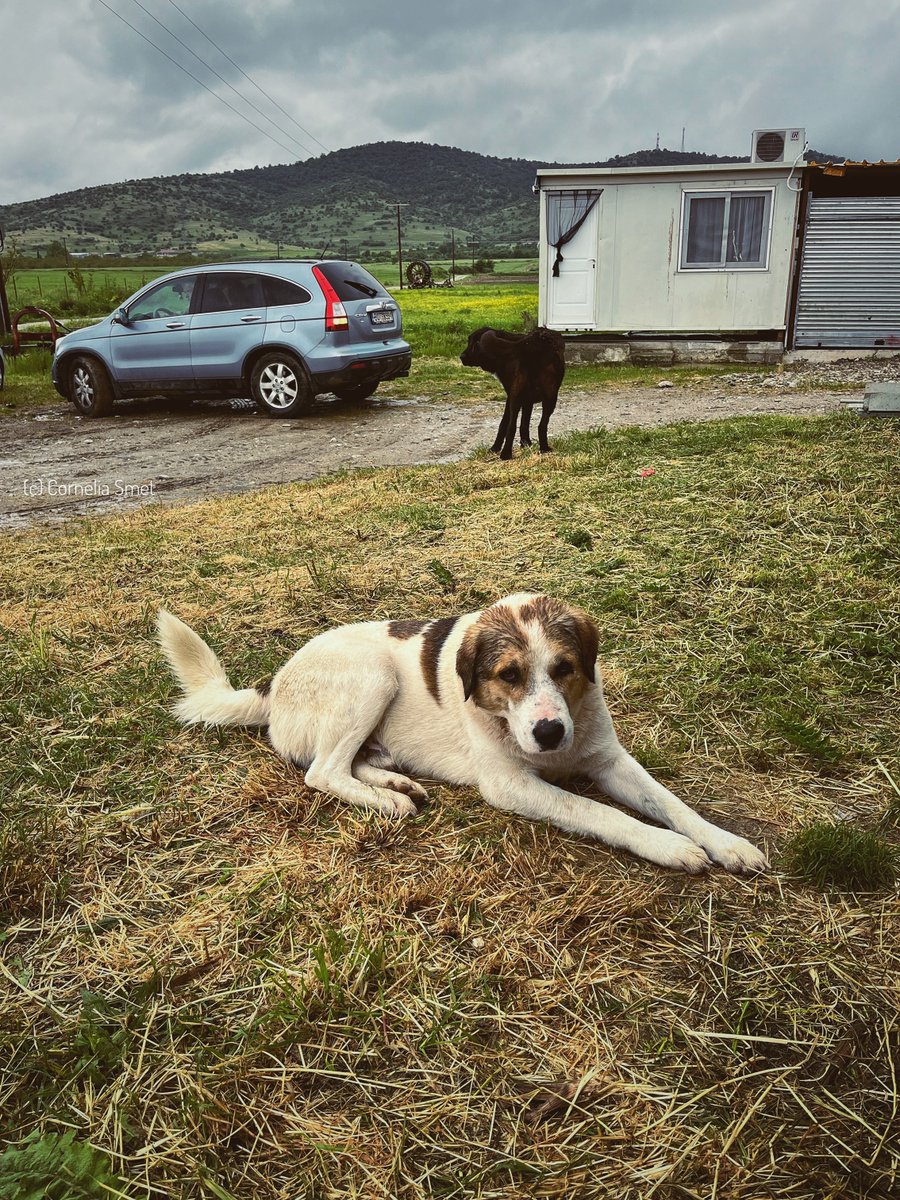 EUAgri's tweet photo. Happy #InternationalDogDay!🐾🐕

A big shoutout to all the farm buddies doing a great job out there

whether they are herding sheep, guarding livestock or just being great friends 🫂 https://t.co/Hs8wJqAV86