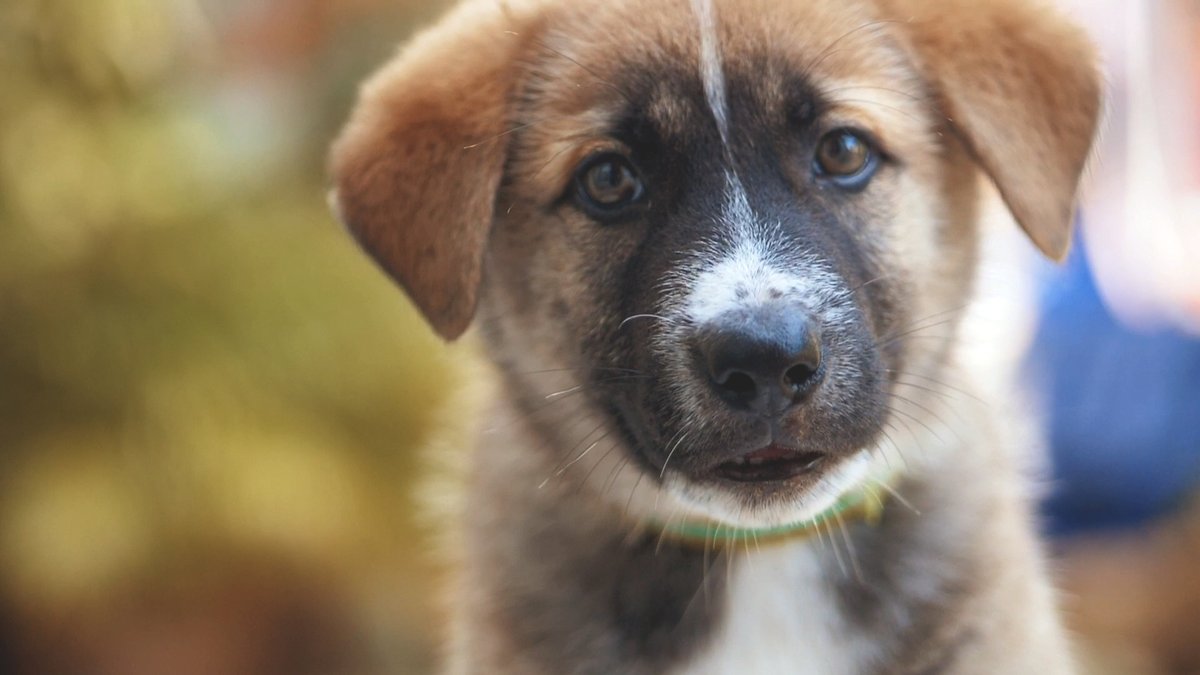 Het is #Wereldhondendag.🐾 Zo'n 120 jaar geleden pasten hondenkarren in een normaal straatbeeld en werden de zogenaamde 'trekhonden' aan het werk gezet. Dankzij een verbod in 1961 kan jouw Bruno vandaag de dag lekker in zijn mandje blijven liggen: bit.ly/4cvAMls.