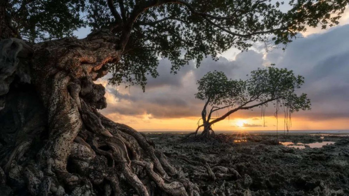 “Chaos and decomposition are prerequisites for transformation. All great things came out of collapse. Acorns open in forest fires. Fallen trees become the nurse logs for new sprouts. Compost is the feast upon which new life thrives.” - Toko-pa Turner
