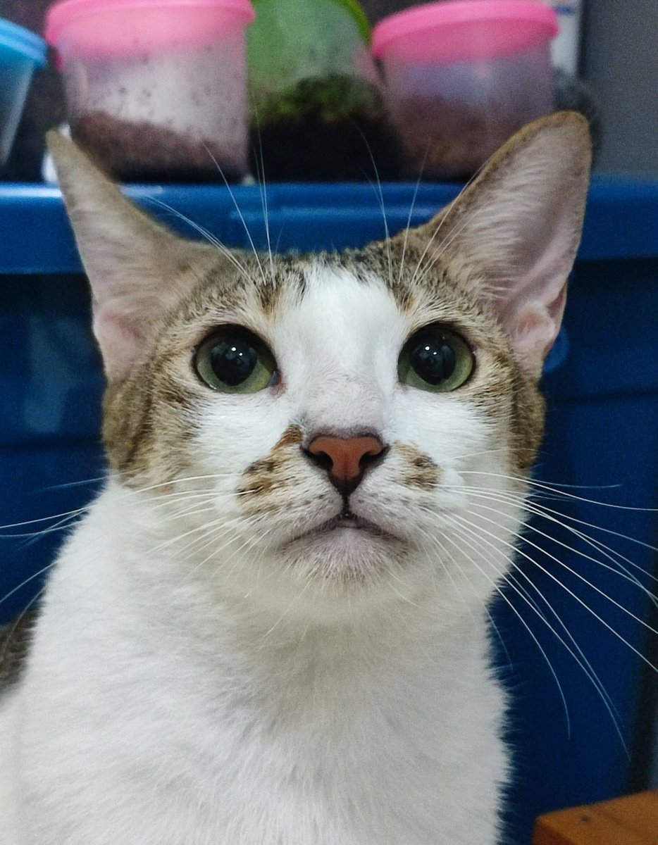 Nunet ♡´･ᴗ･`♡