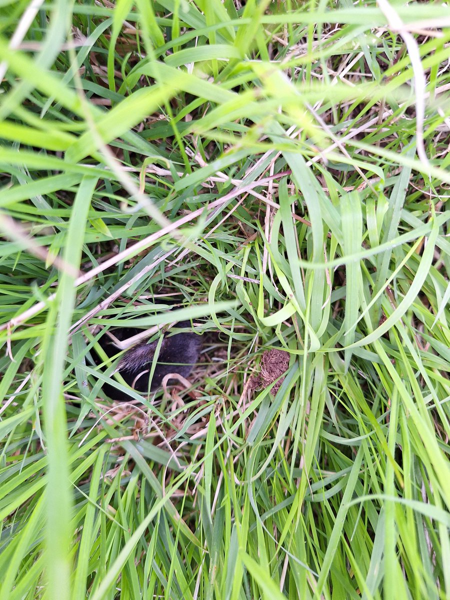 Plum Pudding Pigs tweet media