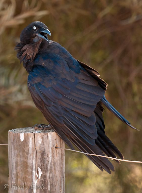 chaikajpeg's tweet photo. 4 - live drawing of our neighbours' cat Semen (yes) that spends 99% of time in our house for some reason
5 - bengal cat. Couldn't find the author of the photo again :(
6 - australian raven, photo by Henry Cook: https://t.co/ybWjktkRDg https://t.co/IVXtS178Pb