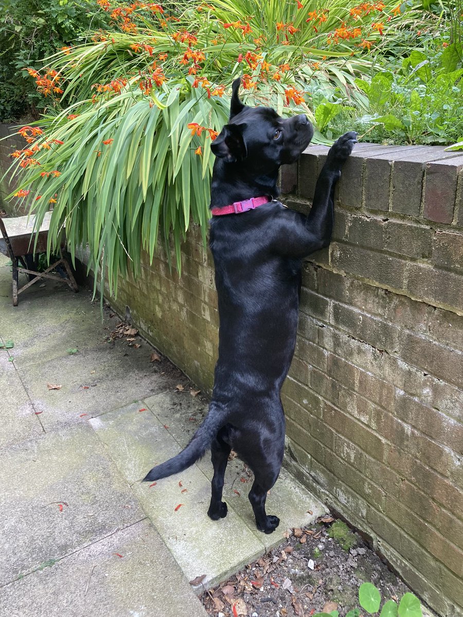 Sleakeknits's tweet photo. Looking for the cat!  Happy #internationaldogday https://t.co/bHfgVr1M89