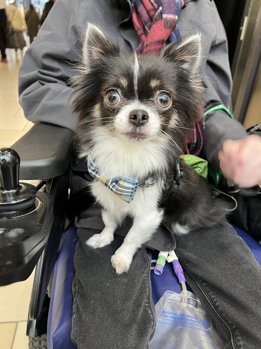 hearts_matteruk's tweet photo. Happy #InternationalDogsDay to ALL the amazing dogs out there

To loki the amazing Service Dog &amp; best friend👧🏻 🐶 

Without loki 🐶 Ryoo won’t be here today

#PallativeCare #LifeLimiting #MakingaDifference #MakeADifferenceawards  @GabyRoslin @DogsTrust @guidedogs @davidwalliams https://t.co/wvzqngv4ME