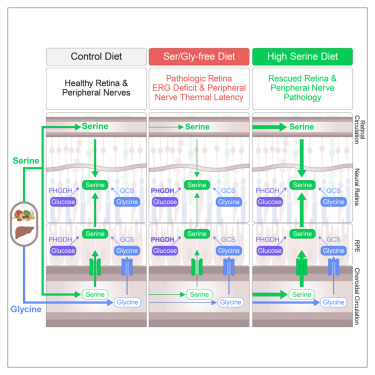 New!  Online now: Serine and glycine physiology reversibly modulate retinal and peripheral nerve function dlvr.it/TCPDPL
