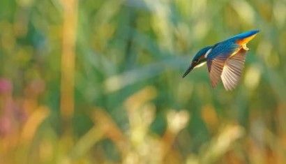 NEW PhD opportunity in #ornithology and #conservation at a nature reserve near Basel: buff.ly/4dVQUOf