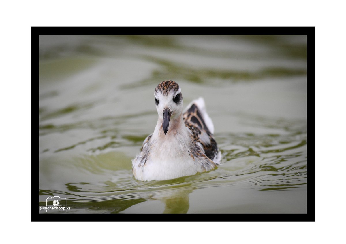 nicnacnoopixs's tweet photo. Bonkers views of a stunning bird 😍
Usually a high artic breeder this Juv Grey Phalarope was having a great time at The Knapp, Barry after prob being blown in on Storm Lillian. I’ve seen them locally before but I’ve never had the privilege of watching one so close💚 #phalaropes https://t.co/qfgTL1wRwd