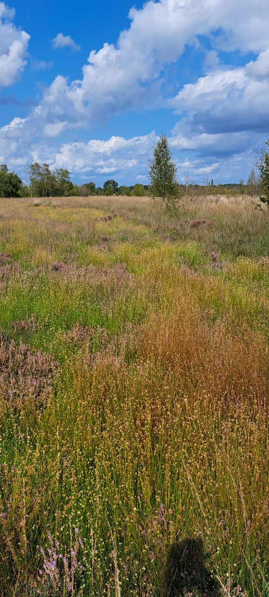 (Luxe probleem) #Bargerveen #alarmfase : #wittesnavelbies #overwoekerd natte #heide . Fantastisch !! <a href="/staatsbosbeheer/">Staatsbosbeheer</a> <a href="/N2000drenthe/">Natura 2000 Drenthe</a> <a href="/FloraNederland/">Flora van Nederland</a>