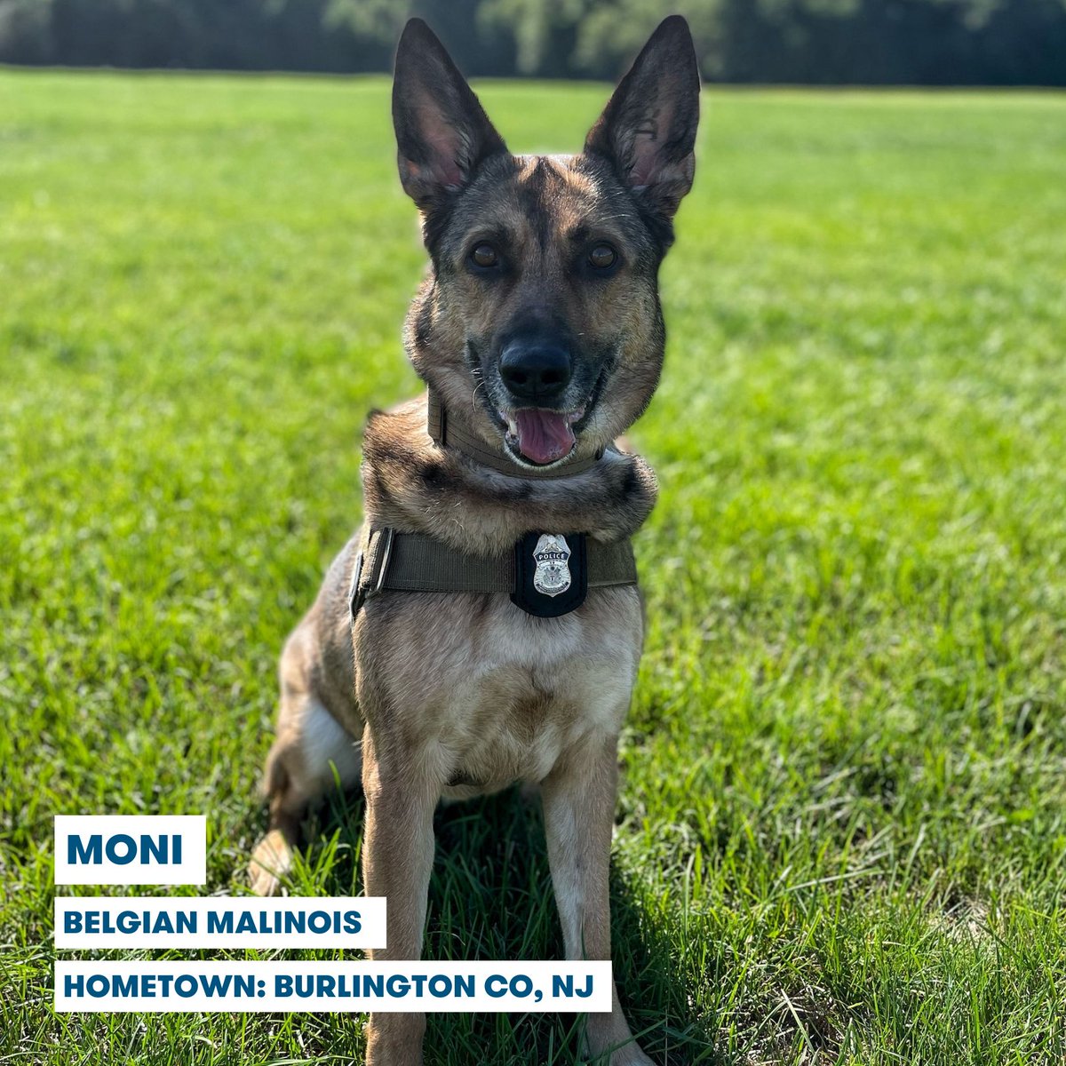 Amtrak's tweet photo. This National Dog Day, we salute our K-9 officers, the very good boys and girls working across the country to keep you safe. 

With special training, they (and their human partners) protect Amtrak passengers, trains and stations.

Scroll through this thread to meet some! 🐶 https://t.co/i7Cqlk5iqF