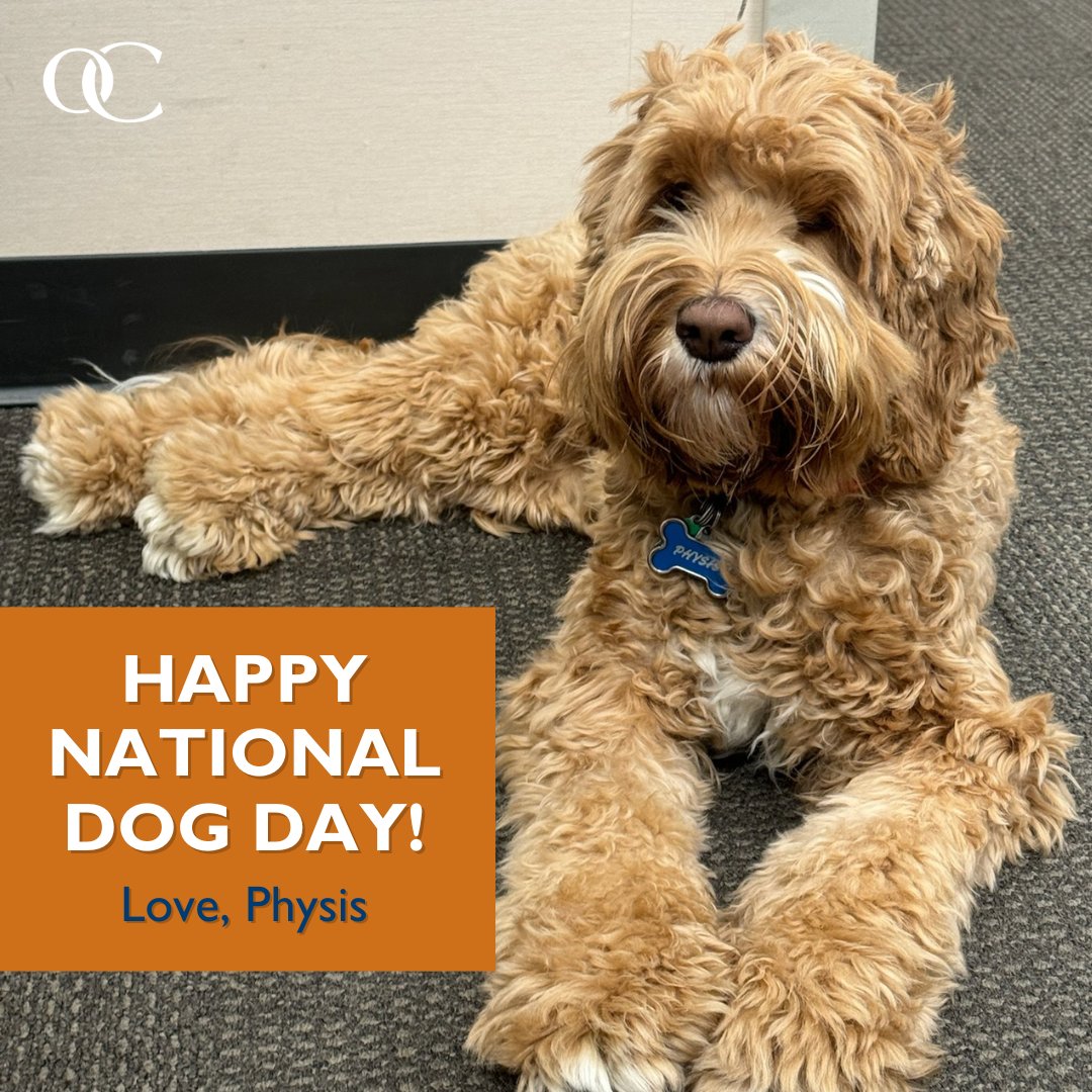 OrthoCarolina's tweet photo. Happy #NationalDogDay from our #TherapyDog, Physis, and the rest of #TeamOC! Are you doing anything fun with your #doggo today? ๐งก ๐พ https://t.co/ldExI55PXL