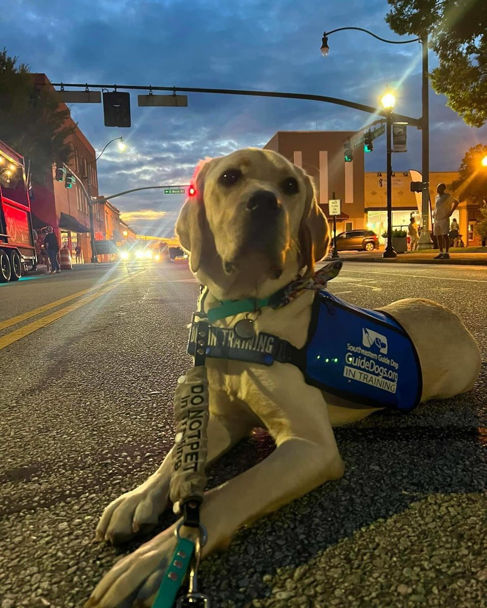 Celebrate National Dog Day with your furry friend in Statesboro! 📷

Whether it's a walk on the S&amp;S Greenway, a visit to the farmers market, or relaxing on the patio at your favorite restaurant, Statesboro has the perfect spot for you both!