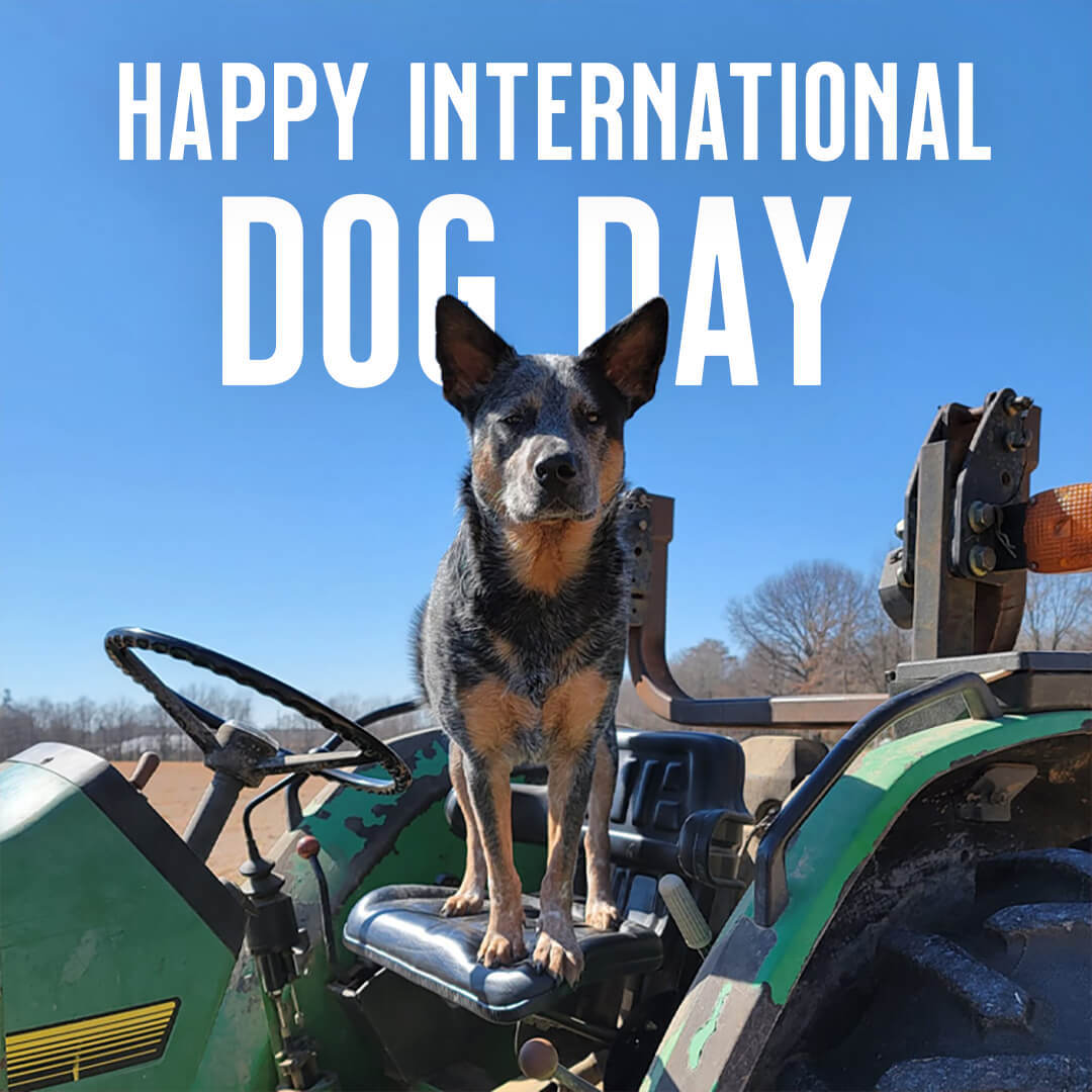 Ariat's tweet photo. Happy International Dog Day! Give your pups a treat (or few) and be sure to share a pic with us using #dogsofariat. #Ariat https://t.co/l1UxEwoZDY