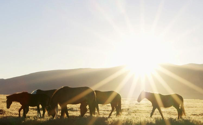 brennsys's tweet photo. Exciting news! We're thrilled to partner with @BLMNational to support wild horse and burro conservation across 26.9M acres. We'll amplify their mission through video and photography.

https://t.co/ACgLicVxg7

📽 @BLMNational https://t.co/HhxnuQDmvD