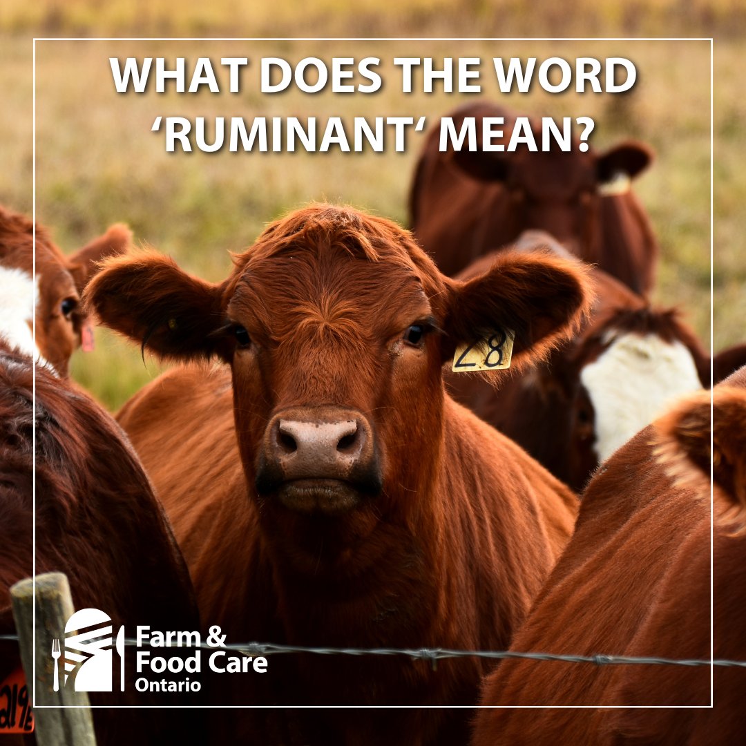 Ruminants like beef cattle have a special digestive system with four compartments in their stomach: the rumen, reticulum, omasum, and abomasum. This unique system allows them to break down tough plant materials, like grass, through a process called rumination.
