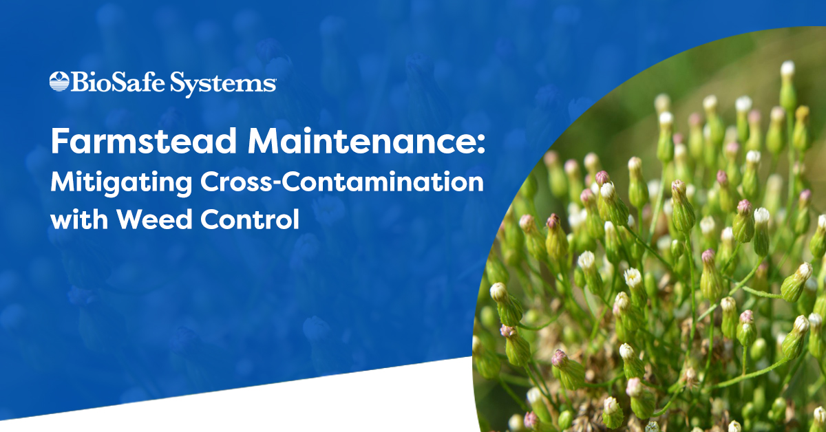 BioSafe_Systems's tweet image. biosafesystems.com/news/farmstead… 
Many actions are taken on the farmstead to ensure a healthy crop, but often forgotten are the weeds outside of the production area. Removing key weeds is an easy way to mitigate cross-contamination of plant diseases into production areas.