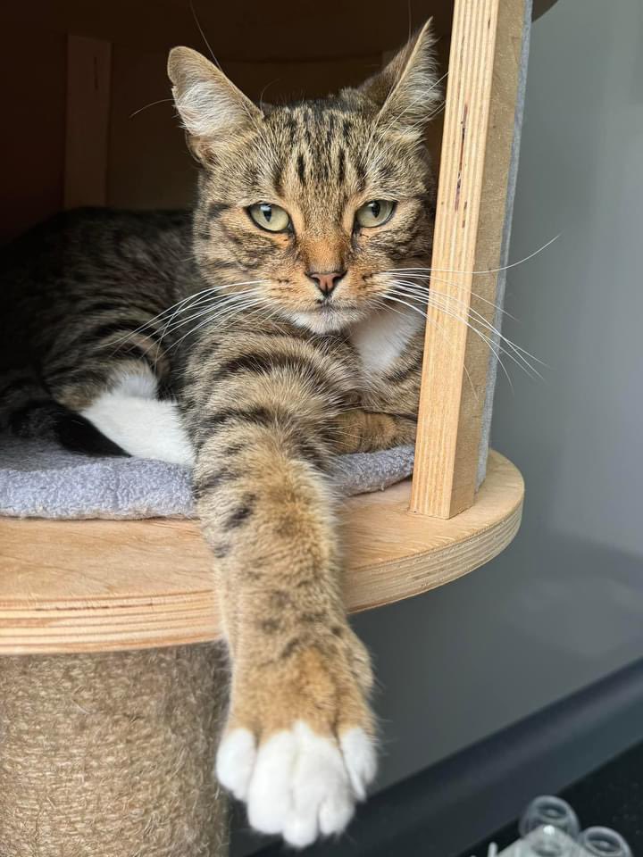 KernowCatHotel's tweet photo. Handsome Bear enjoying his first stay at Kernow Cat Hotel - lucky boy 😻❤️

#toebeans #TabbyCats #CatsOfTwitter https://t.co/20yp0FrAHl