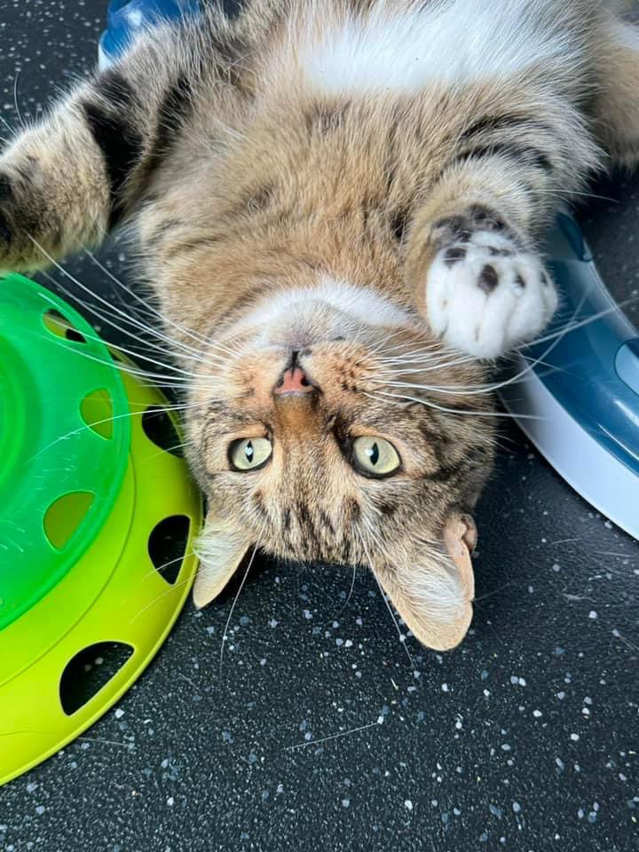 KernowCatHotel's tweet photo. Handsome Bear enjoying his first stay at Kernow Cat Hotel - lucky boy 😻❤️

#toebeans #TabbyCats #CatsOfTwitter https://t.co/20yp0FrAHl