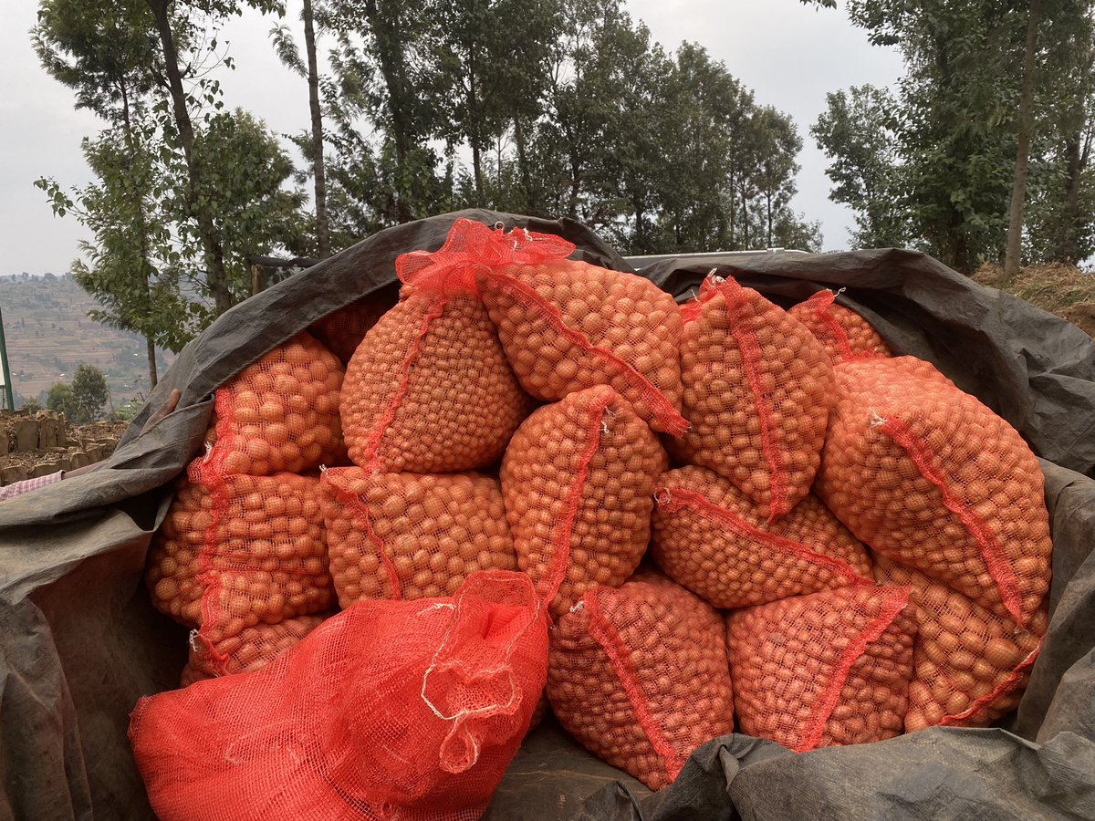 Bountiful_Farm's tweet photo. Our batch of Minitubers were harvested and now we will deliver to our partners @oneacrefundRW . All we do, we do it for farmers. Thanks to my team for the hard work 🥂 https://t.co/XuOuFuQeyE