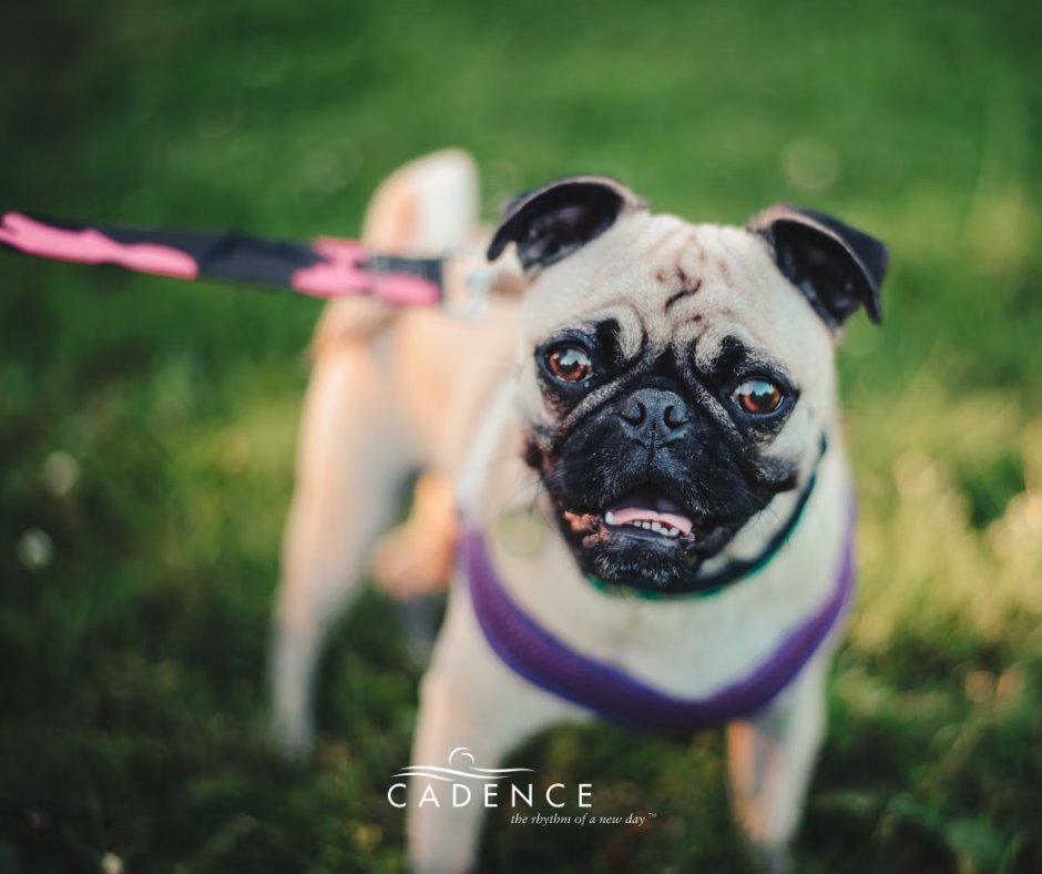 Cadence Nevada tweet media