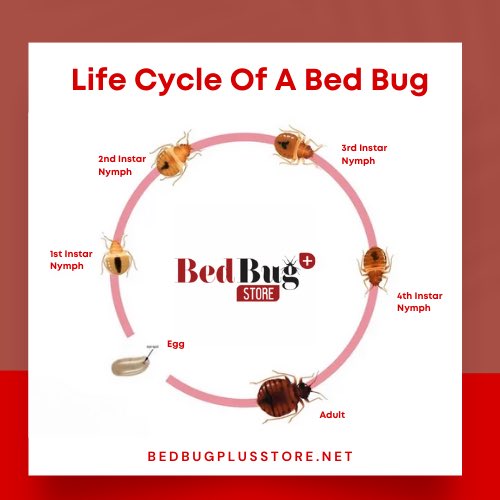 BedBugPlusStore's tweet image. If you’re seeing eggs or 1st instar nymphs then you may have a heavy infestation. Go to bedbugplusstore.net to get our all natural bed bug spray! 
Follow for more expert bed bug tips!
#bedbugtips #bedbugsokc #bedbugplusstore