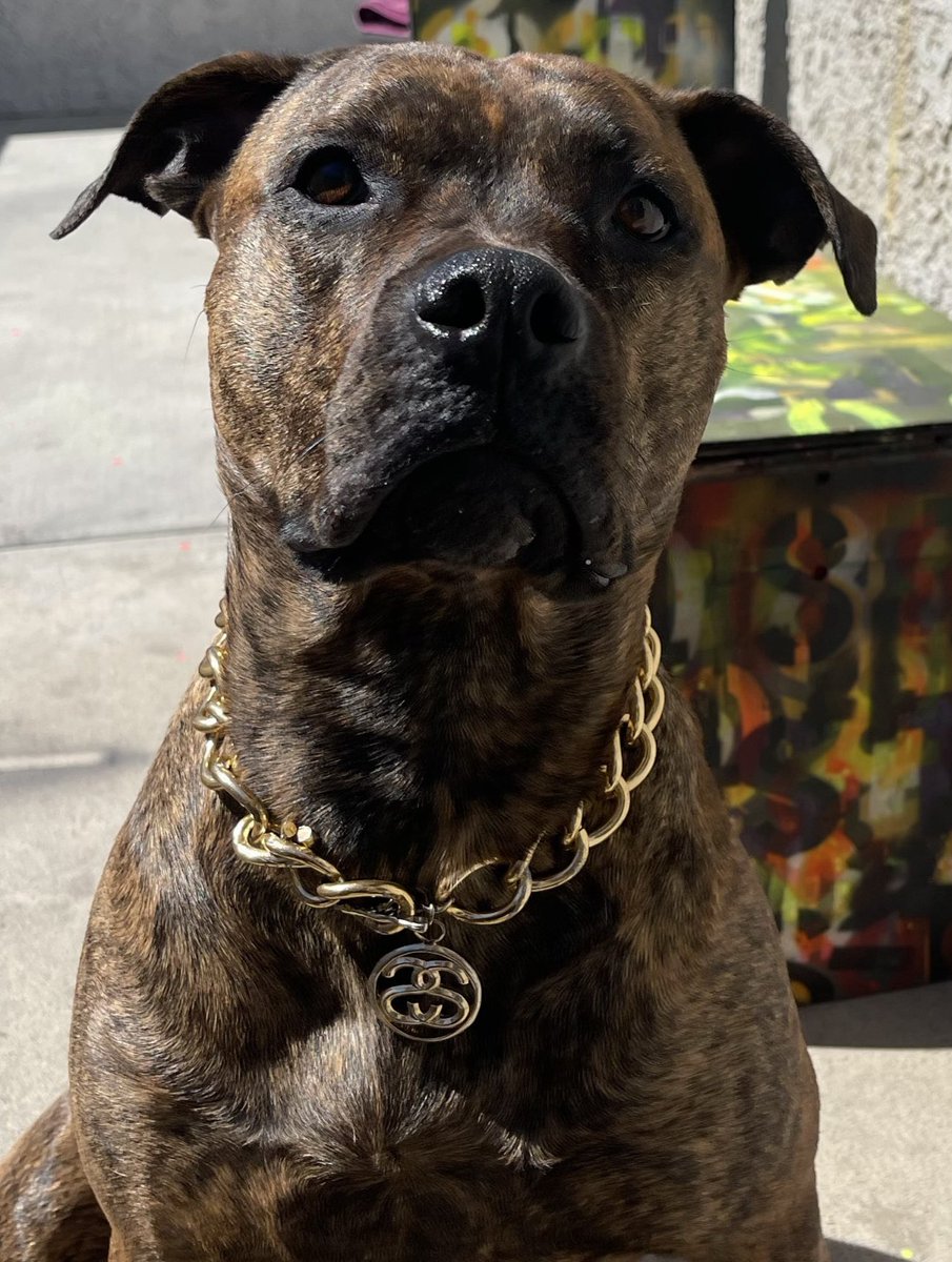 woofcuhz's tweet image. National dog day?! LFG thats what I’m screamin’ 🌲🌊🌲🌊🌲

🐾Kaya💜

🐾Moo💜

🐾Bongo💜

Where my dogs at?!

#RebelzUp #iloveyoubongo #iloveyoumoo #iloveyoupretty #Nationaldogday #thatswhatimscreamin