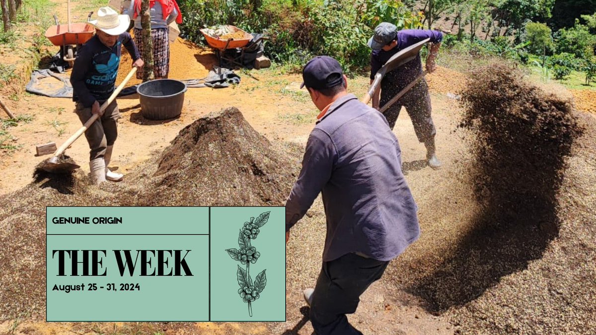 Genuine Origin Green Coffee tweet media