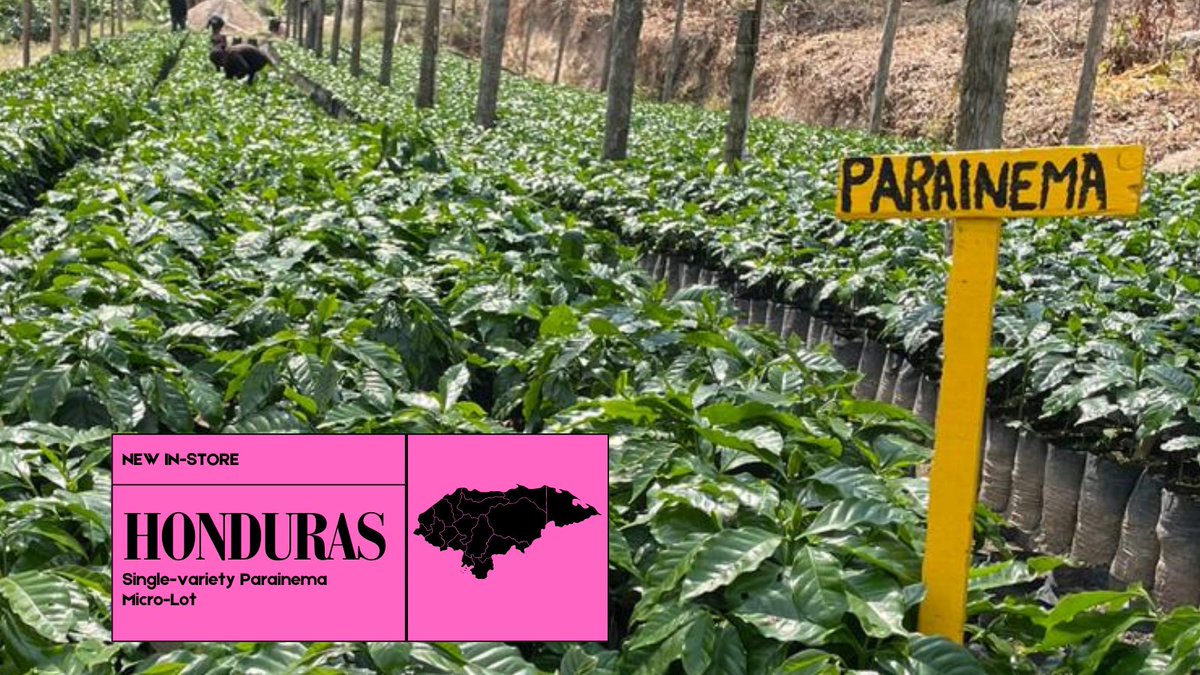 Genuine Origin Green Coffee tweet media