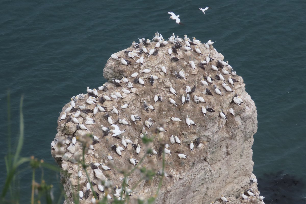 BAD Birders tweet media