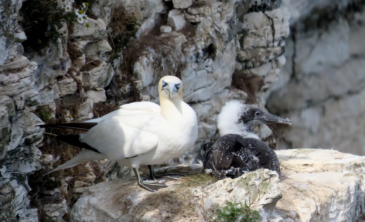BAD Birders tweet media