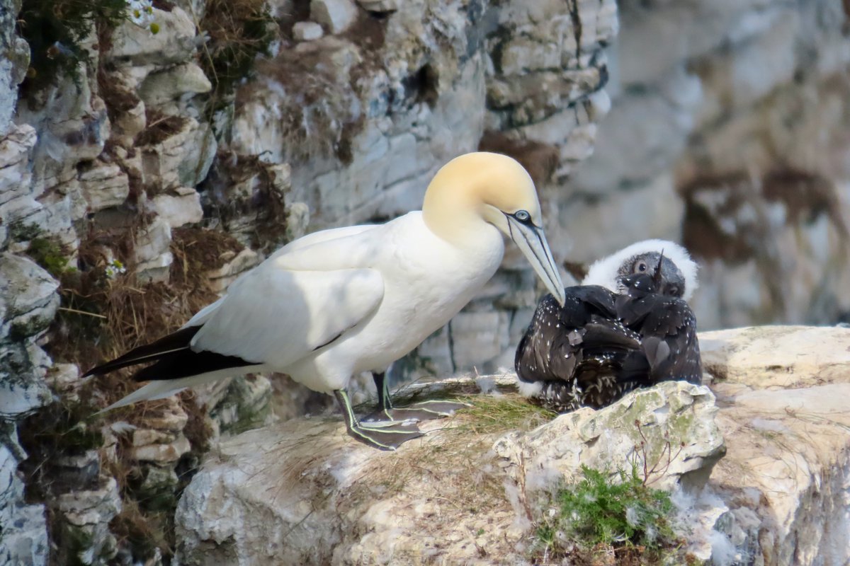 BAD Birders tweet media