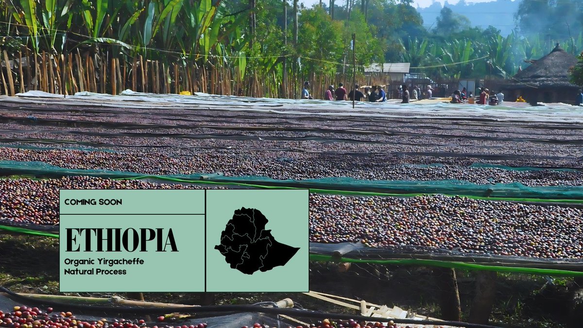 Genuine Origin Green Coffee tweet media