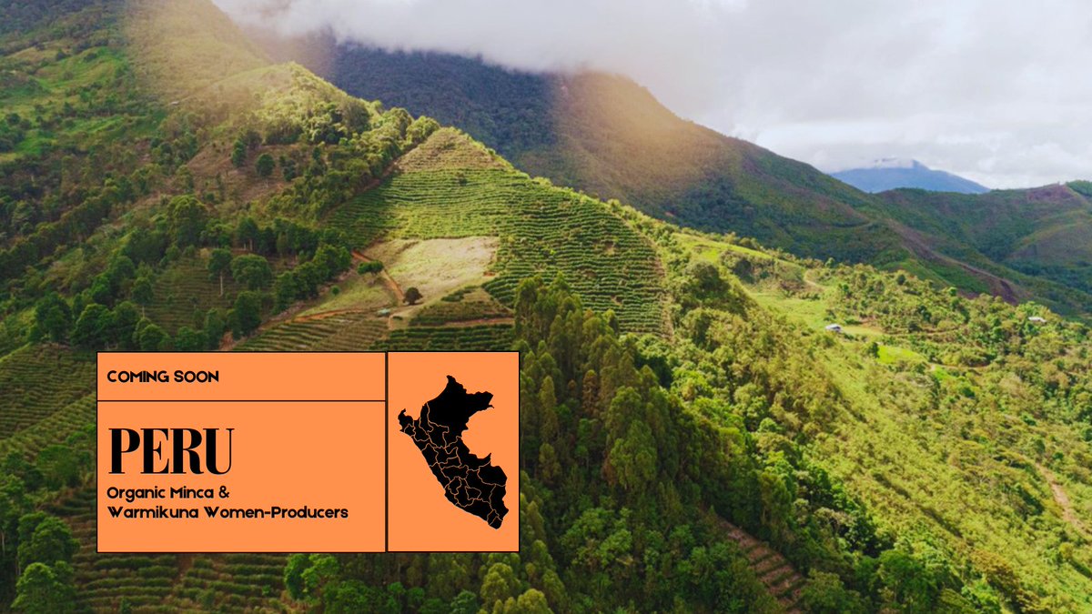 Genuine Origin Green Coffee tweet media