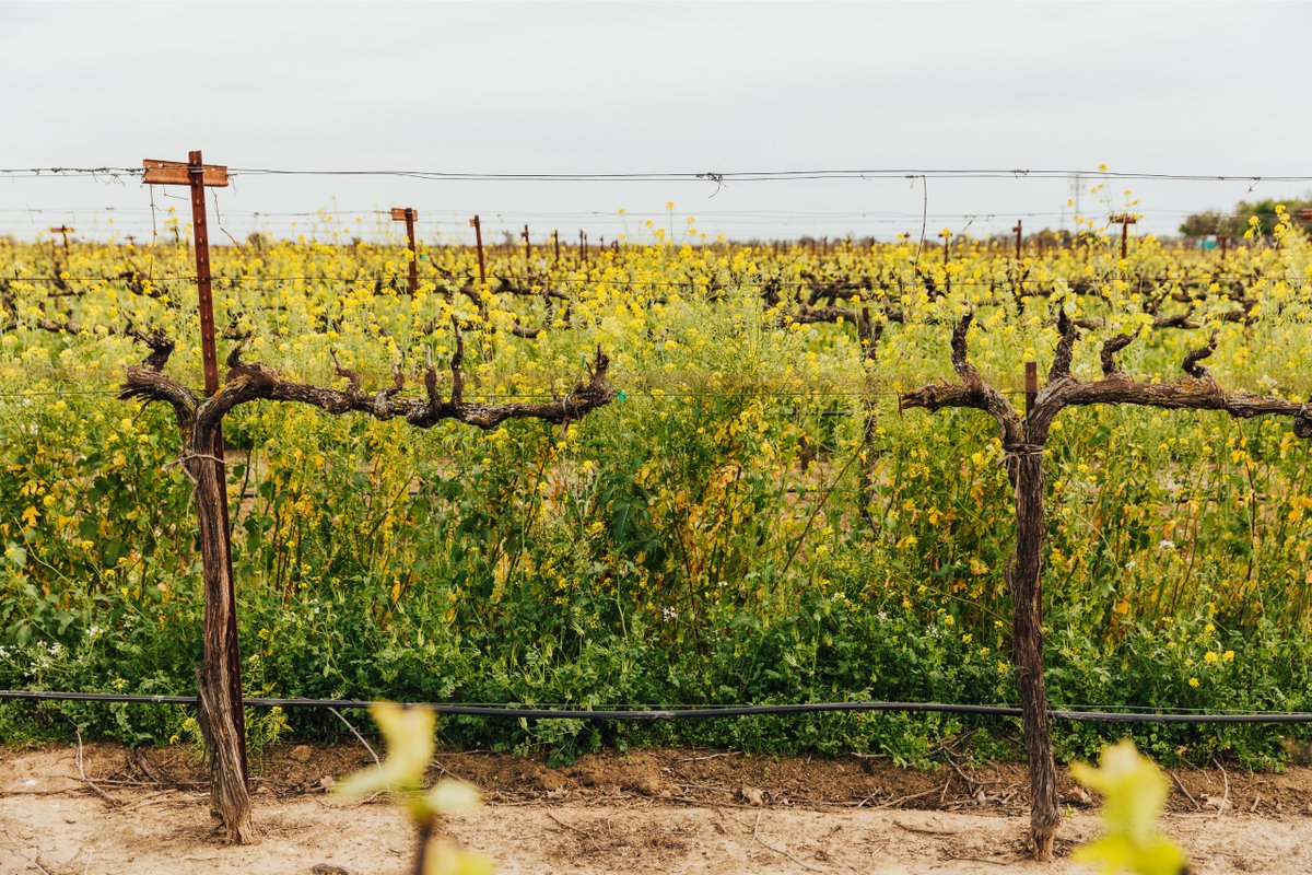 Lodi Wine Growers tweet media