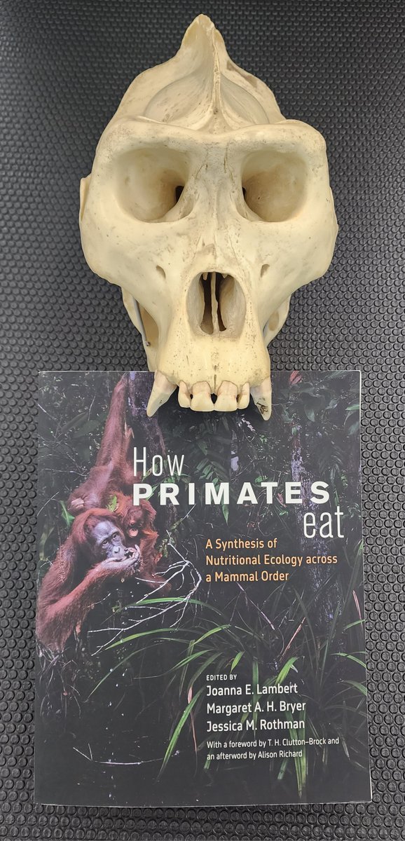 Prof. Katie Hinde (@mammals_suck) on Twitter photo WOOOOOHOOOOOO "How Primates Eat
A Synthesis of Nutritional Ecology across a Mammal Order" hot off the presses!!!! Huzzah for Joanna Lambert, Margaret Bryer <a href="/teragramonkey/">Margaret Bryer</a>, & Jessica Rothman <a href="/primateeats/">WildlifeNutrition Lab 🐒🌿</a> for being Editors Extraordinaire!
press.uchicago.edu/ucp/books/book… WOOOOOHOOOOOO "How Primates Eat
A Synthesis of Nutritional Ecology across a Mammal Order" hot off the presses!!!! Huzzah for Joanna Lambert, Margaret Bryer <a href="/teragramonkey/">Margaret Bryer</a>, & Jessica Rothman <a href="/primateeats/">WildlifeNutrition Lab 🐒🌿</a> for being Editors Extraordinaire!
press.uchicago.edu/ucp/books/book…